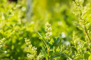 ligustrum ovalifolium (150-175 cm) - afbeelding 3