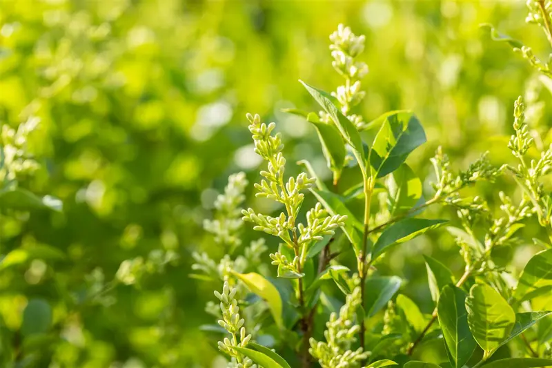 ligustrum ovalifolium (150-175 cm) - afbeelding 4