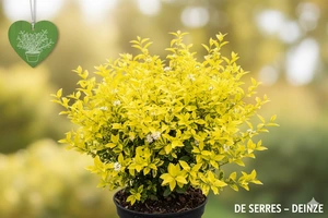 Ligustrum ovalifolium 'Lemon and Lime' C (25- 30)