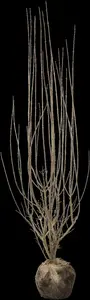 Atrovirens - afbeelding 5