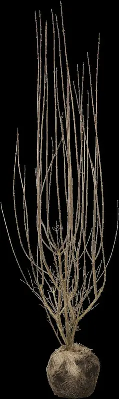 Atrovirens - afbeelding 5