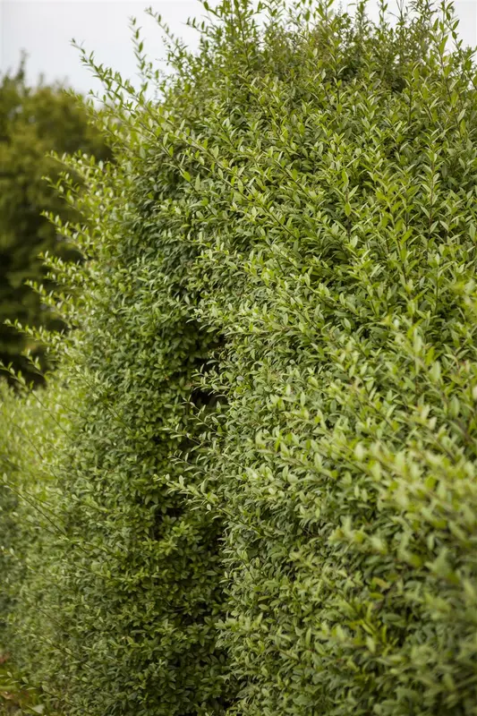 ligustrum vulgare (125-150 cm) - afbeelding 2