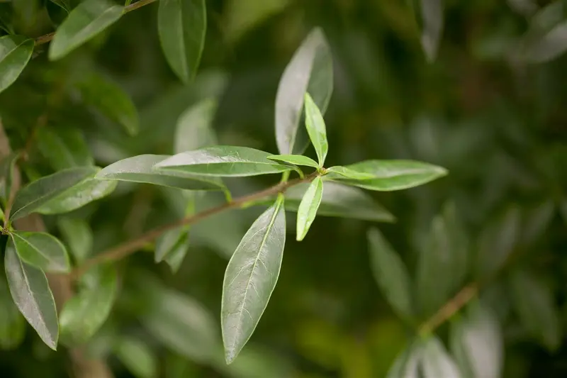 ligustrum vulgare (125-150 cm) - afbeelding 1