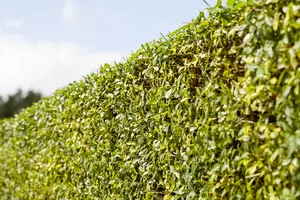 ligustrum vulgare (125-150 cm) - afbeelding 3