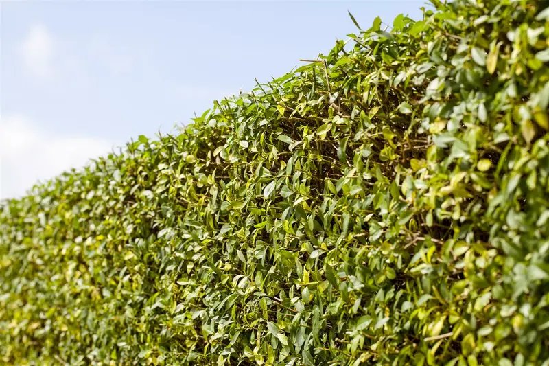 ligustrum vulgare (125-150 cm) - afbeelding 4