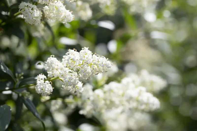 ligustrum vulgare (125-150 cm) - afbeelding 5
