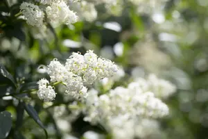 ligustrum vulgare (125-150 cm) - afbeelding 5