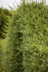 Ligustrum vulgare 125-150   KLUIT - afbeelding 2
