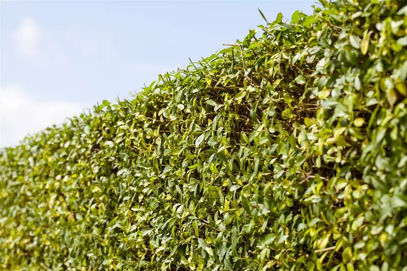 Ligustrum vulgare 125-150   KLUIT - afbeelding 4