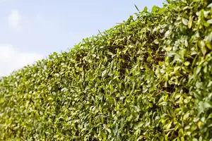 Ligustrum vulgare 125-150   KLUIT - afbeelding 4