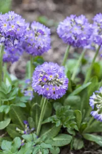 Lilac - afbeelding 10
