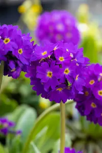 Lilac - afbeelding 2