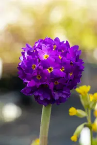 Lilac - afbeelding 3