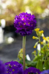 Lilac - afbeelding 5