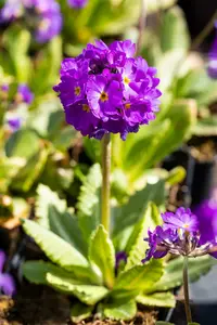 primula dent. 'lilac' P9 - afbeelding 4