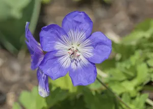 geranium wall. 'lilac ice'® P9