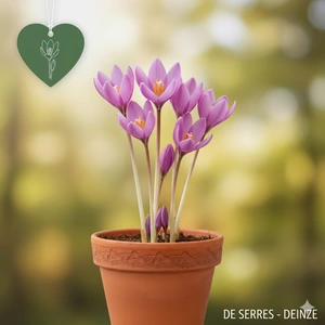 Colchicum speciosum 'Lilac Wonder'