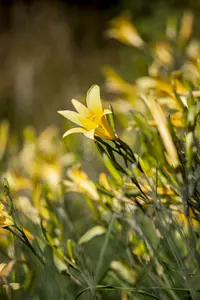 hemerocallis hybr. 'lilioasphodelus' (flava) P9 - afbeelding 2
