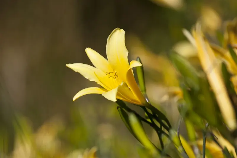 hemerocallis hybr. 'lilioasphodelus' (flava) P9 - afbeelding 1