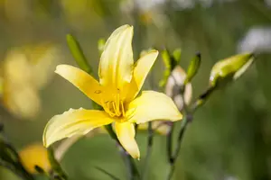 hemerocallis hybr. 'lilioasphodelus' (flava) P9 - afbeelding 3