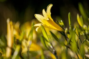 hemerocallis hybr. 'lilioasphodelus' (flava) P9 - afbeelding 4
