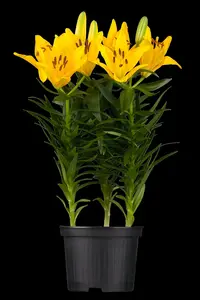 Lilium - afbeelding 5
