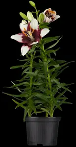 Lilium - afbeelding 2