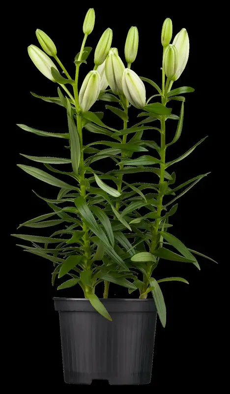 Lilium - afbeelding 3