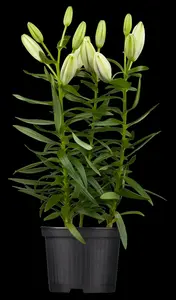 Lilium - afbeelding 3