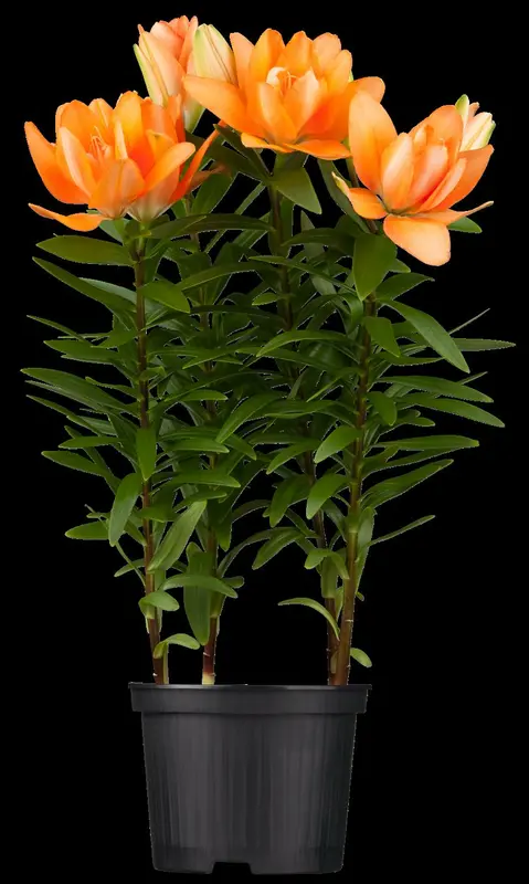 Lilium - afbeelding 5