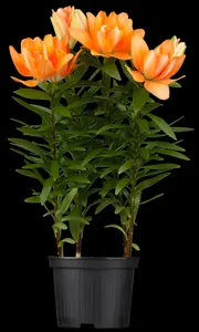 Lilium - afbeelding 5