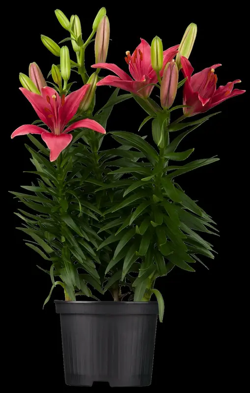 Lilium - afbeelding 4