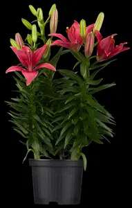 Lilium - afbeelding 4