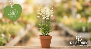 Lilium martagon 'Album'