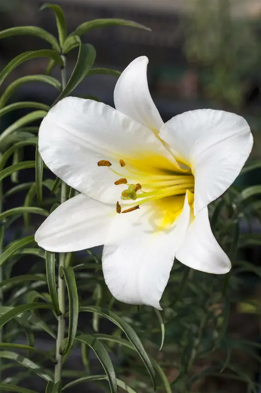 Lilium regale BLOEMBOL *1