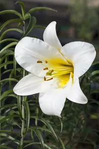 Lilium regale BLOEMBOL *1