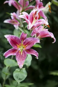 speciosum var. rubrum