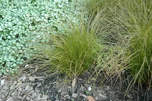 carex test. 'lime shine' P9