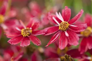 coreopsis hybr. 'limerock ruby' P9
