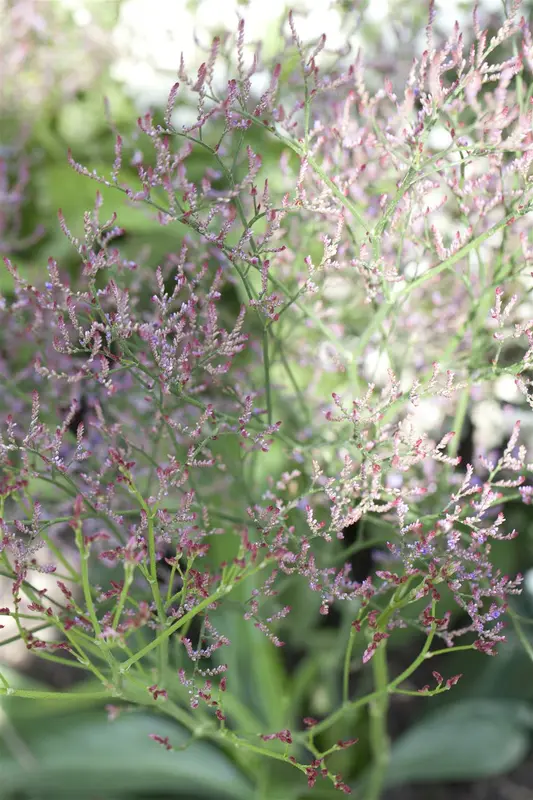 Limonium lat. 'Royal Butler' P9 - afbeelding 1