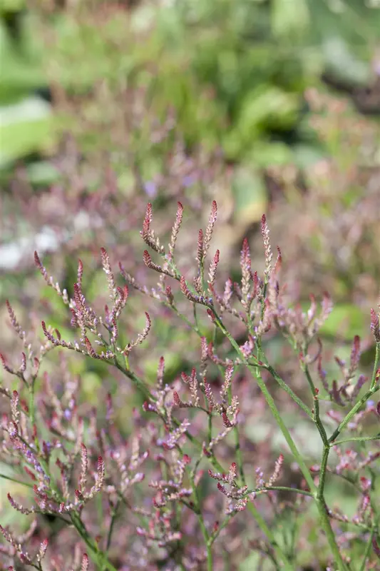 Limonium lat. 'Royal Butler' P9 - afbeelding 2