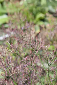 Limonium lat. 'Royal Butler' P9 - afbeelding 2