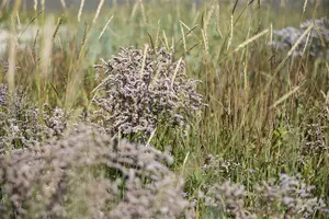 Limonium lat. 'Royal Butler' P9 - afbeelding 3