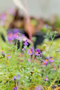 Linaria alpina P9 - afbeelding 2