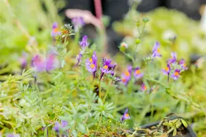 Linaria alpina P9 - afbeelding 1