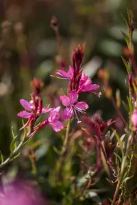 gaura lindheimeri ( oenothera lindh.) P8 - afbeelding 5