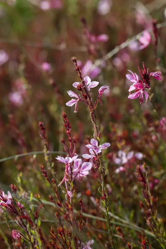 gaura lindheimeri ( oenothera lindh.) P8 - afbeelding 4