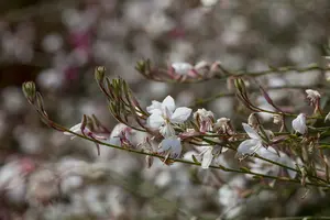 gaura lindheimeri ( oenothera lindh.) P8 - afbeelding 2