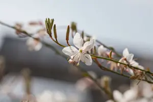 gaura lindheimeri ( oenothera lindh.) P8 - afbeelding 3
