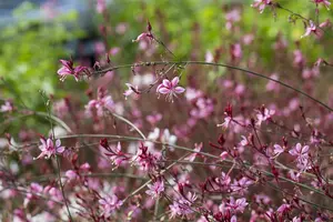 gaura lindheimeri ( oenothera lindh.) P8 - afbeelding 5
